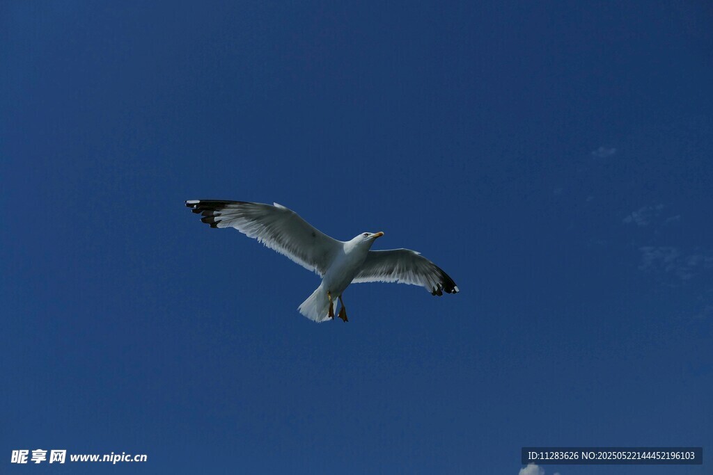 蓝天中翱翔的海鸥