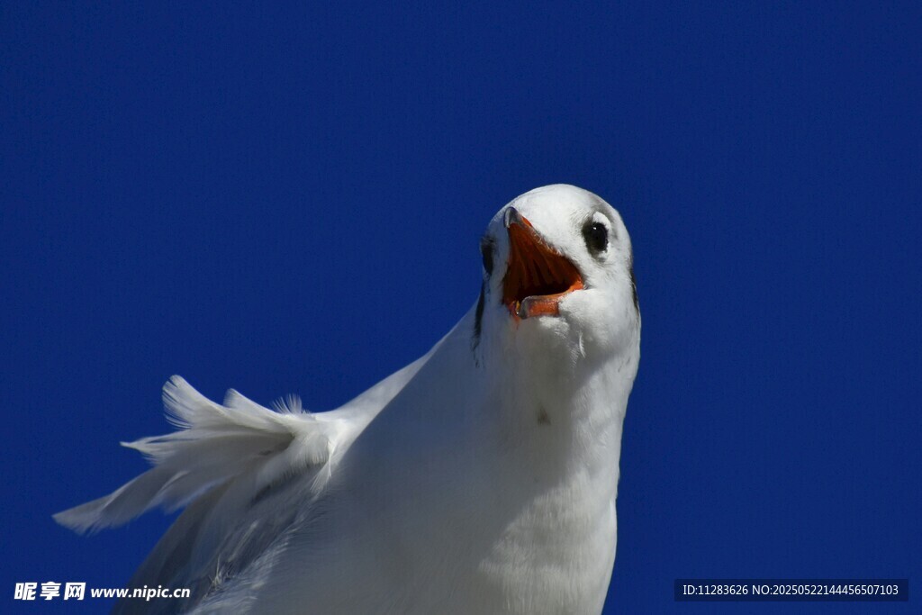 仰头鸣叫的白色海鸥