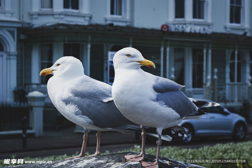 两只海鸥立于户外场景