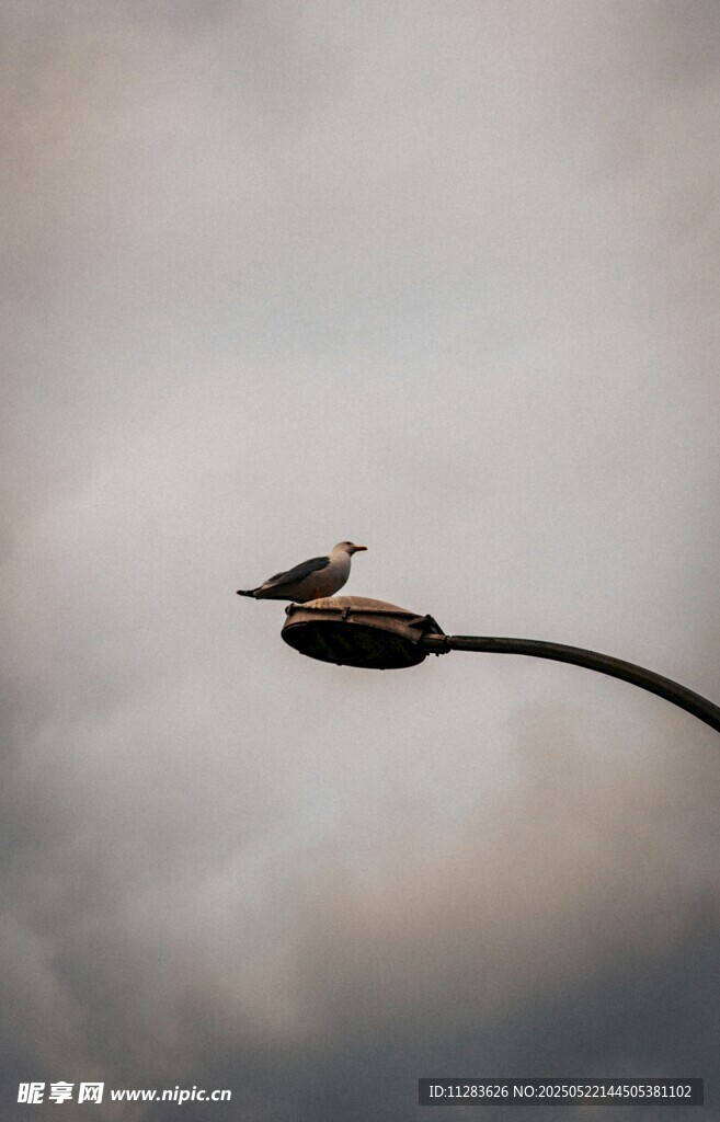 枝头小鸟于阴沉天空下