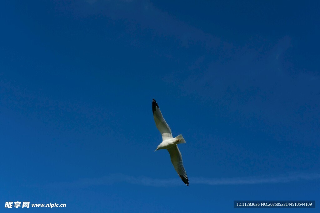蓝天中翱翔的飞鸟