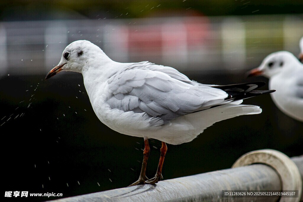 两只站立的海鸥