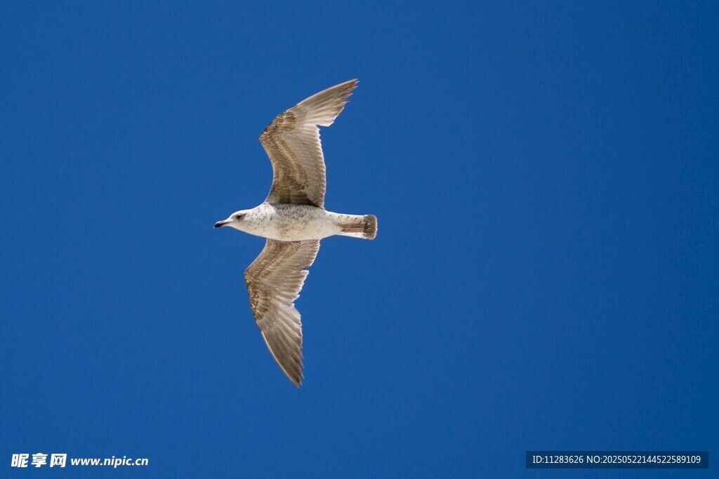 蓝天中翱翔的海鸥
