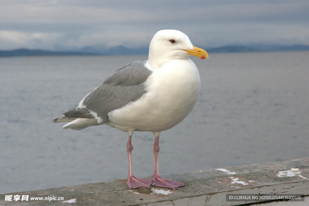 海鸥立于水边木板