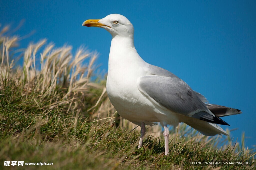草地上的海鸥