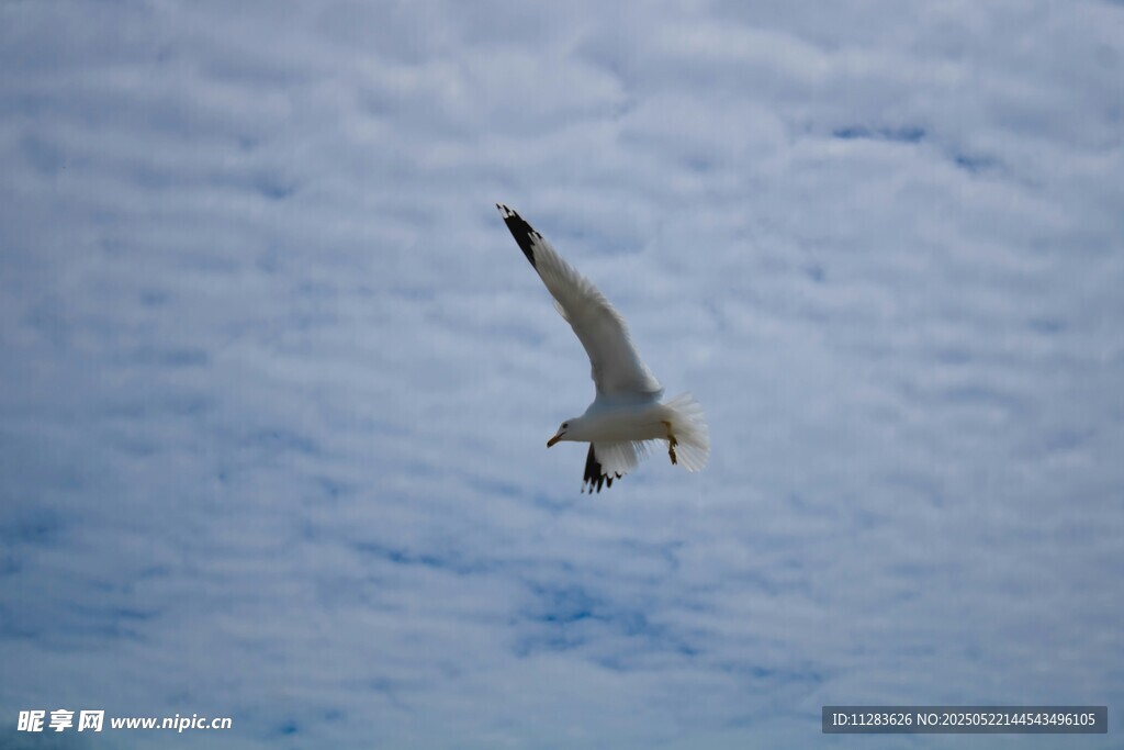 蓝天中翱翔的海鸥