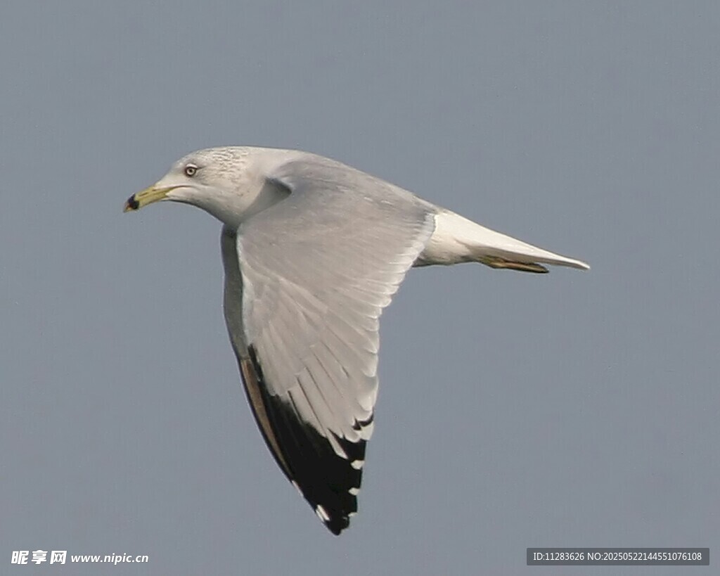 翱翔天际的海鸥