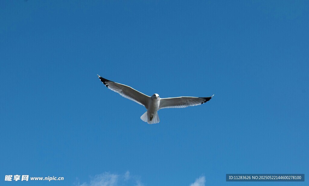 蓝天中翱翔的海鸥