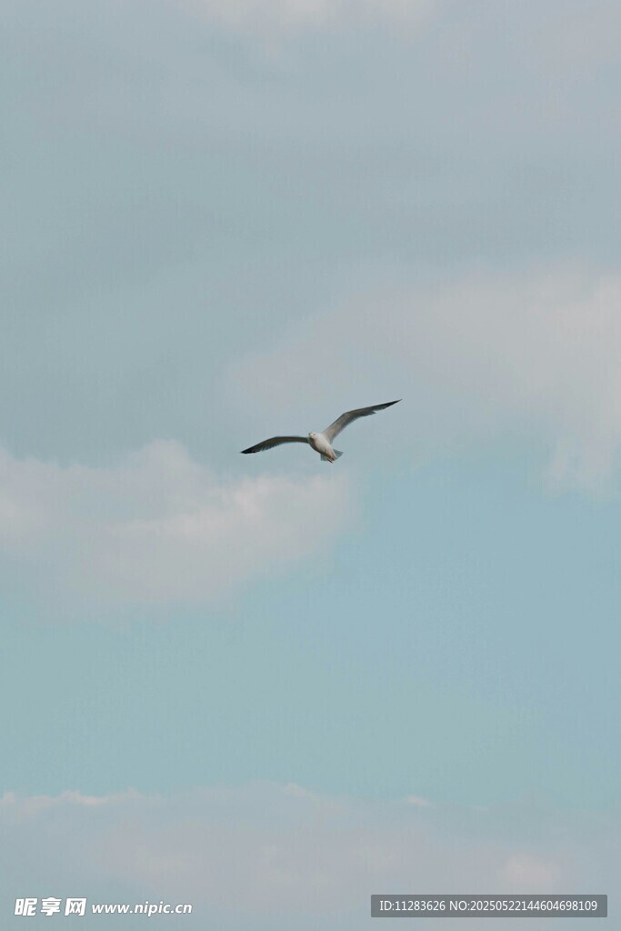 天空中翱翔的飞鸟