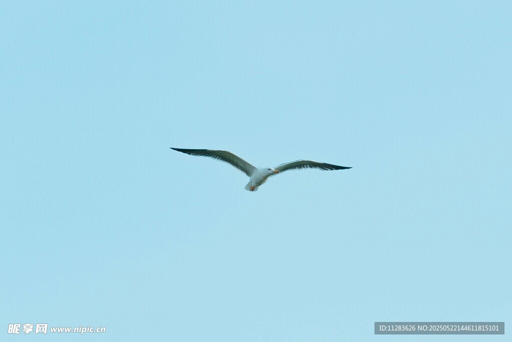 蓝天中翱翔的飞鸟