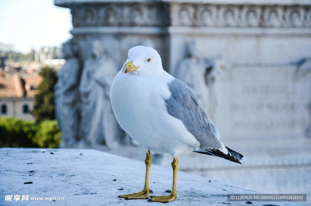 罗马城边的站立海鸥