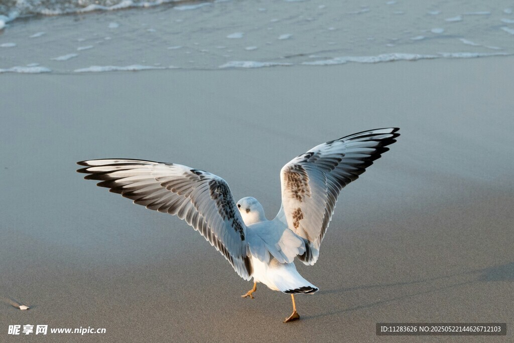 海鸥展翅于沙滩之上