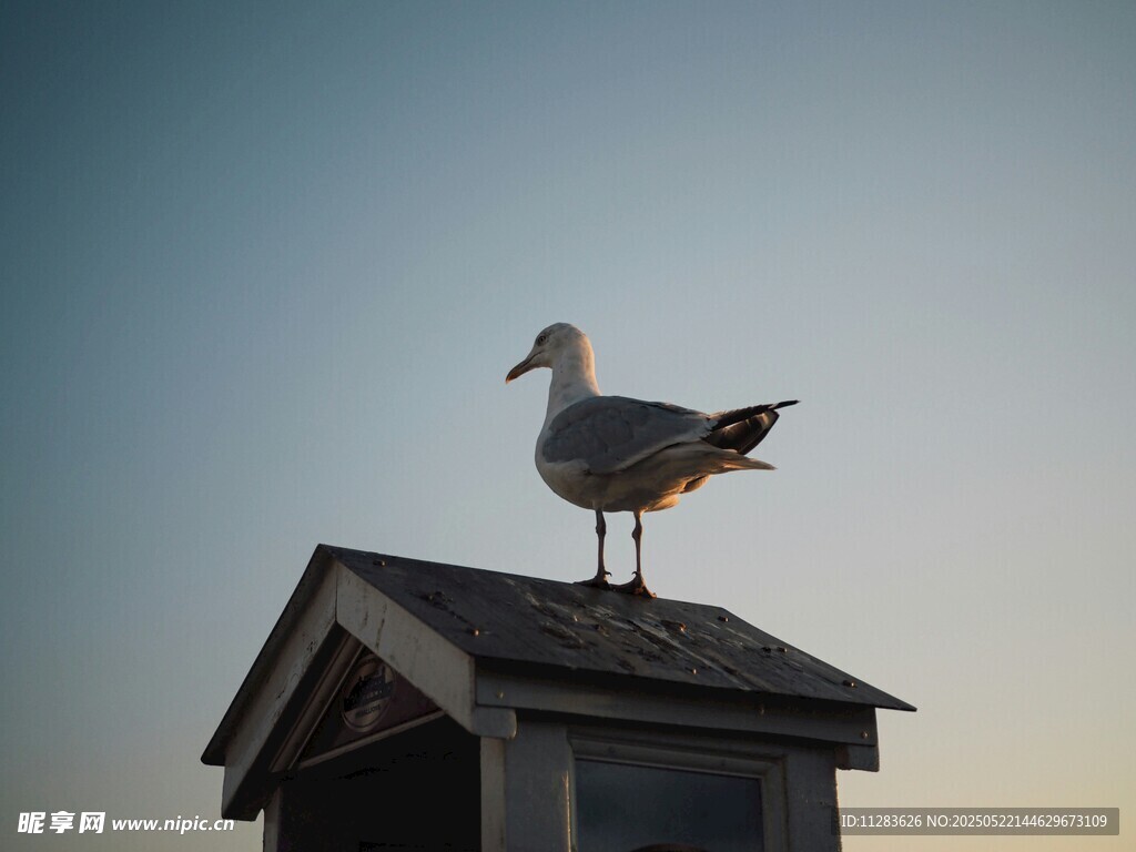 屋顶上的海鸥