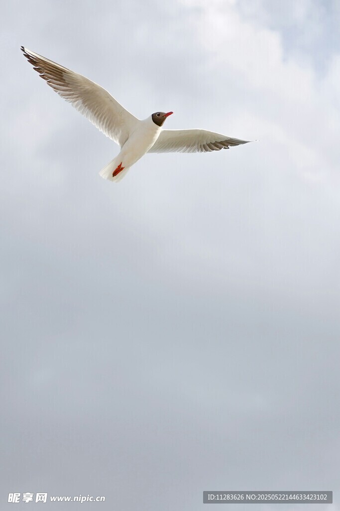 翱翔天际的白色海鸥