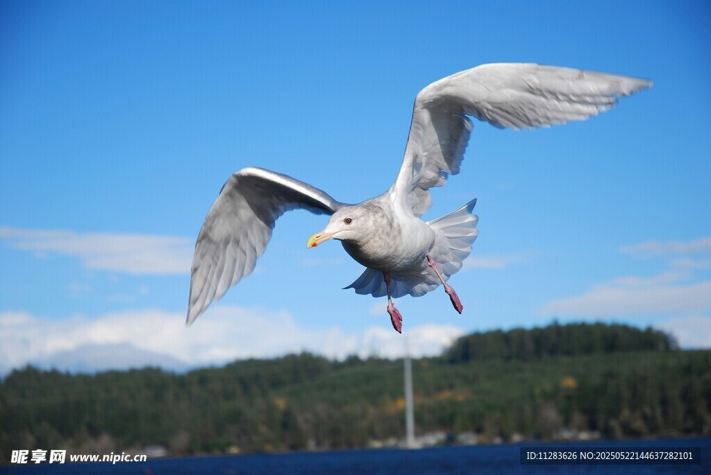 海鸥展翅翱翔于蓝天湖畔
