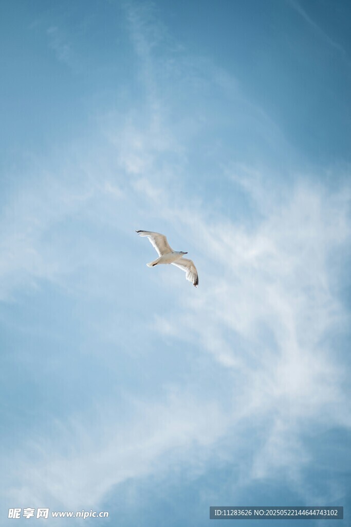 蓝天中翱翔的海鸥