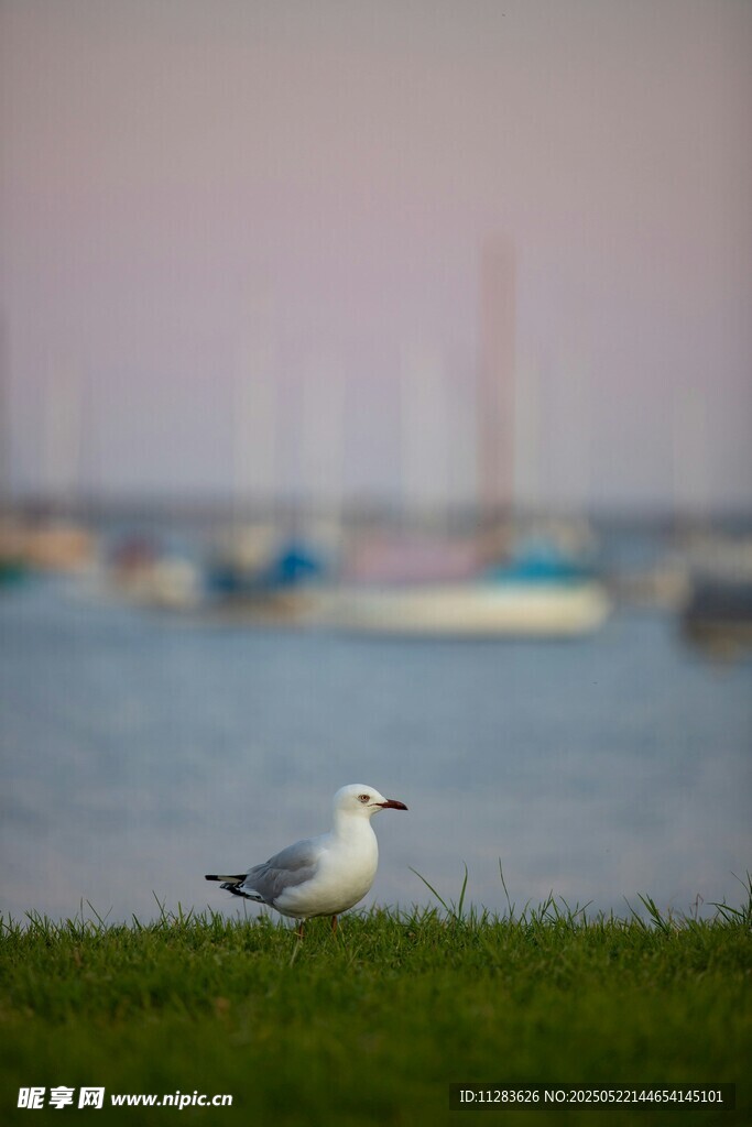 草地上的海鸥与远处船只