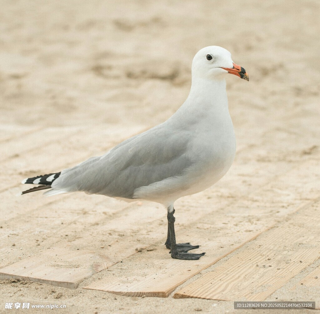 沙滩上的单只海鸥