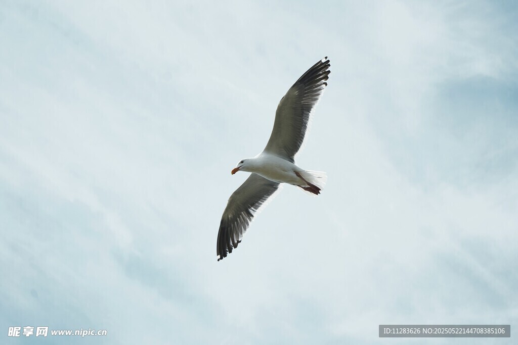 天空中翱翔的海鸥