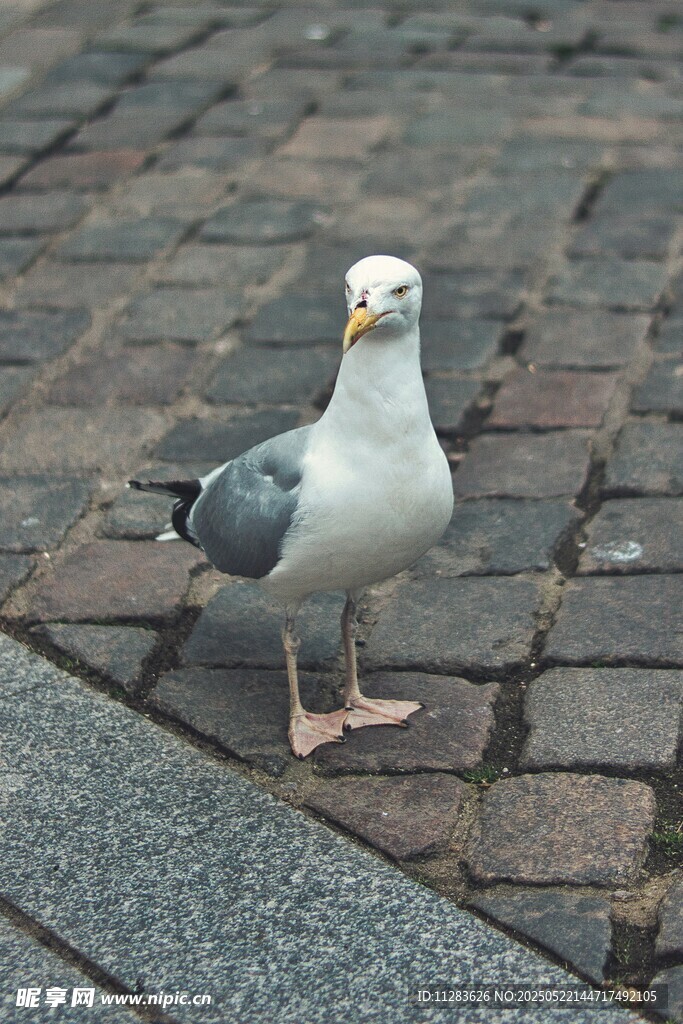 人行道上的海鸥
