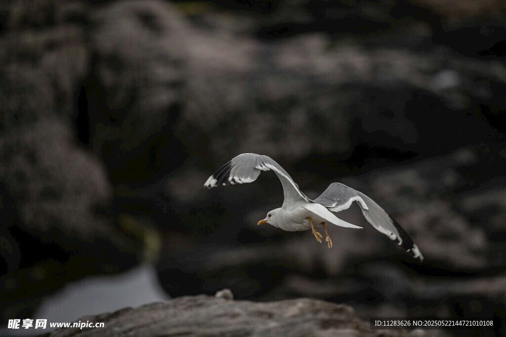 海鸥于岩石旁展翅飞翔