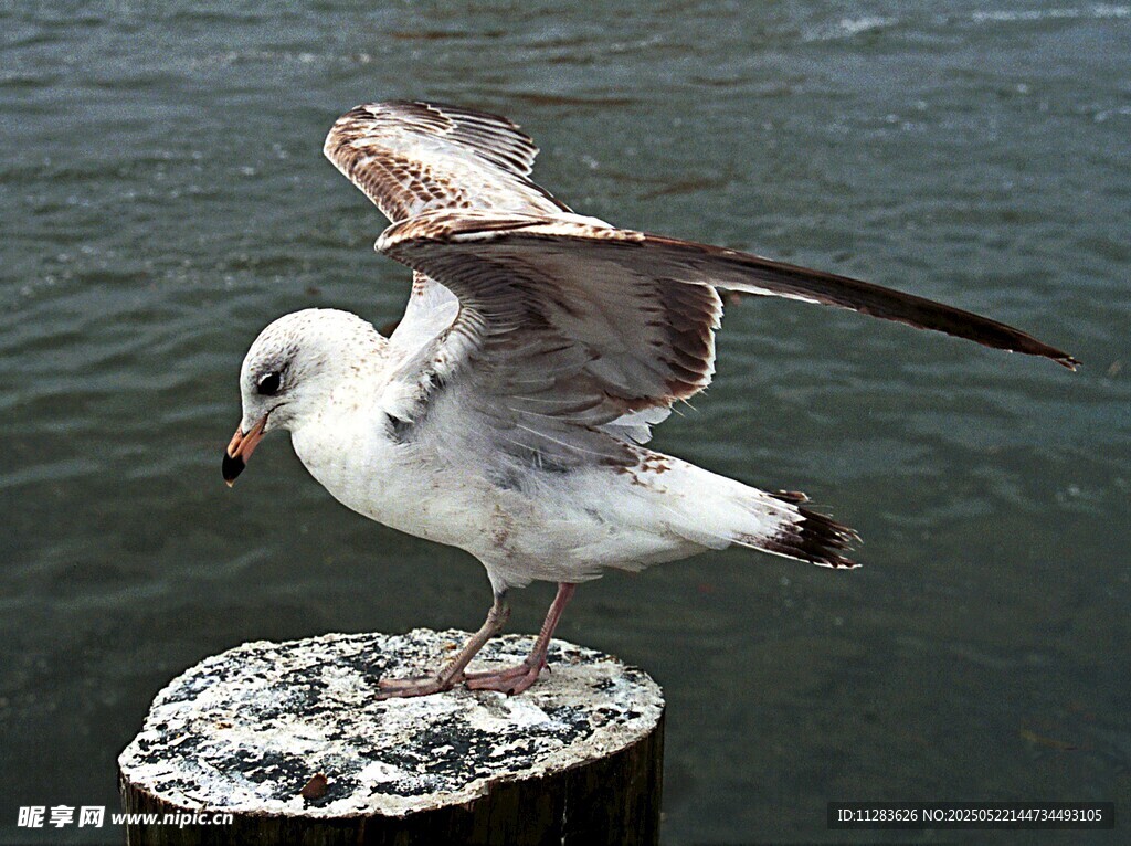 海鸥立于桩上展翅瞬间