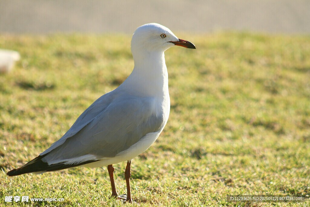 草地上的单只海鸥