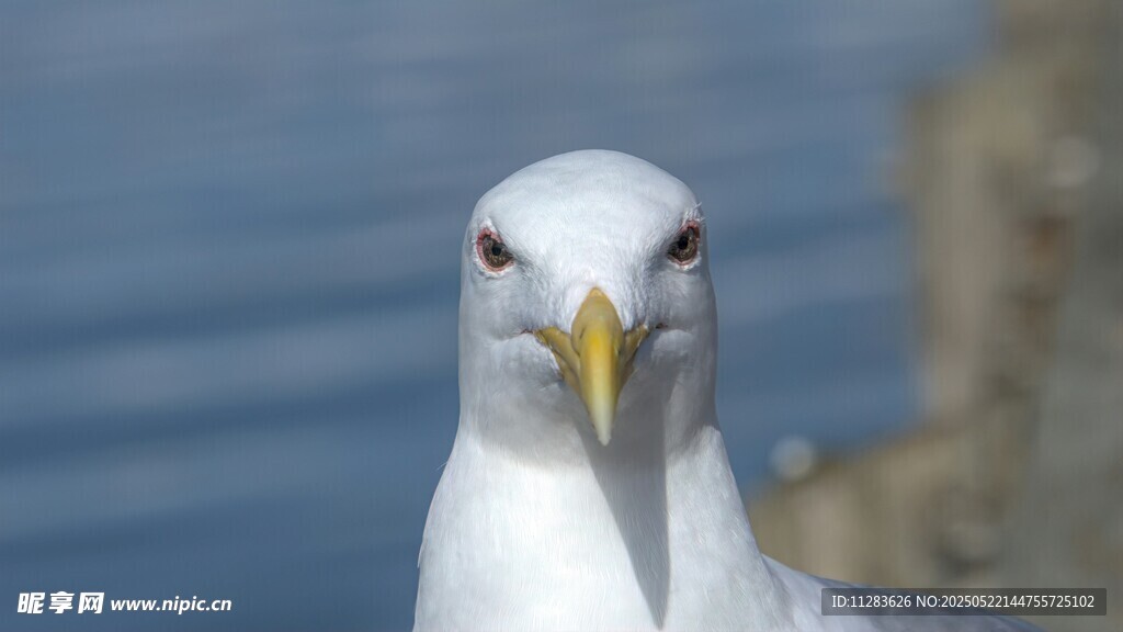 凝视镜头的白色海鸥