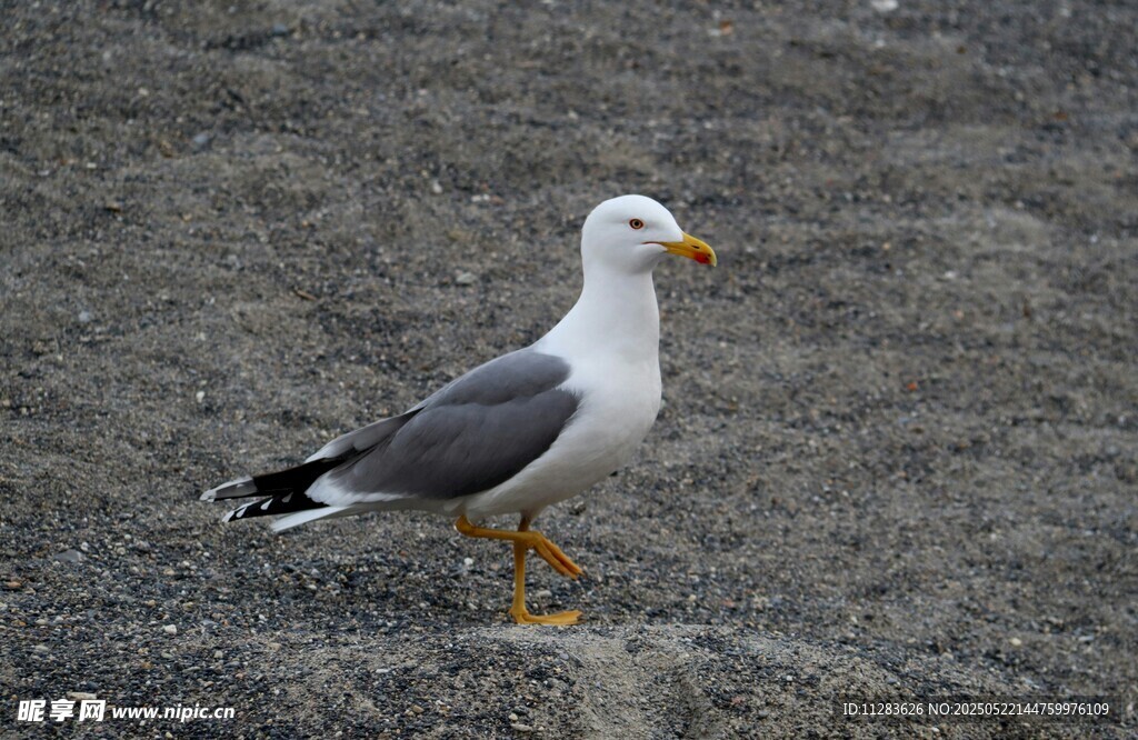 站立地面的灰白海鸥