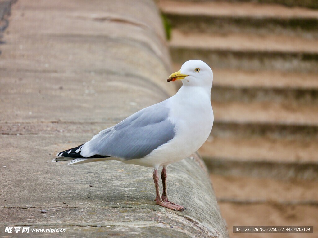 石上静立的海鸥