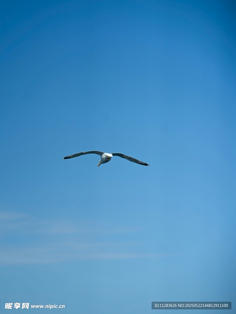 蓝天中翱翔的海鸥