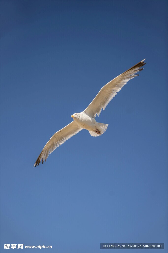 蓝天中翱翔的海鸥