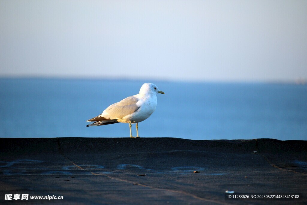 海边独立的白色海鸥