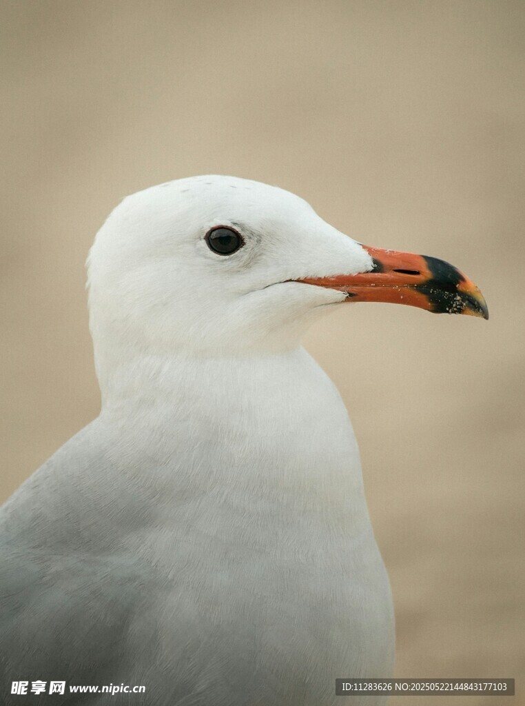 白色海鸥特写