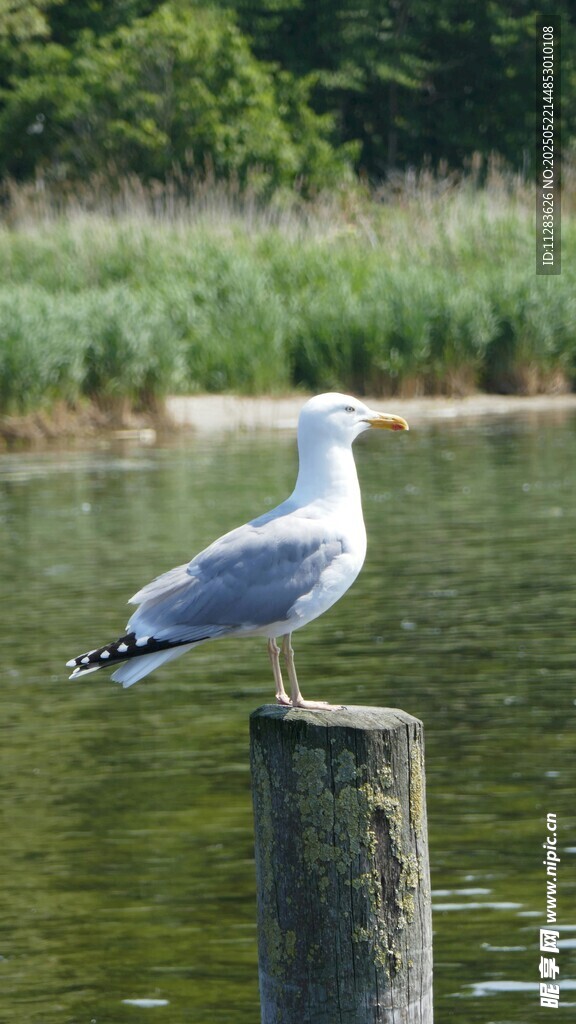 海鸥立于木桩眺望水面