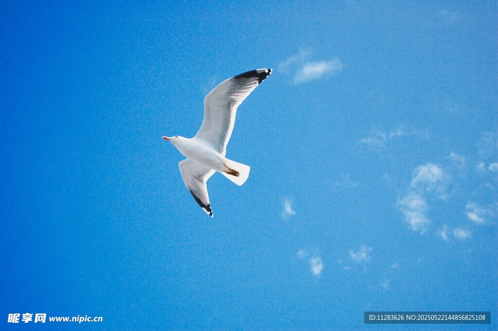 蓝天中翱翔的白色海鸥
