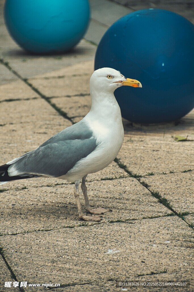 人行道上的海鸥