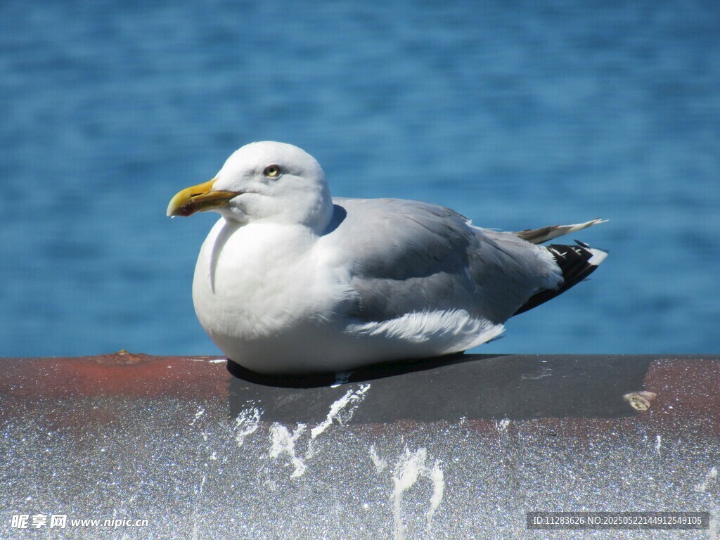 海边休憩的海鸥