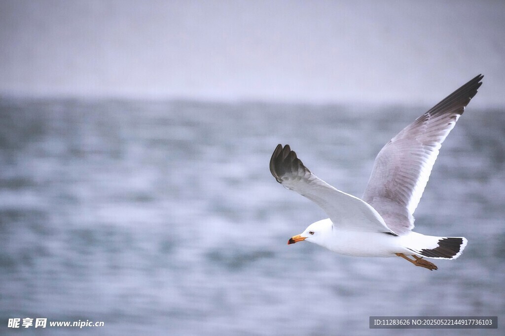 海鸥翱翔于蔚蓝海面
