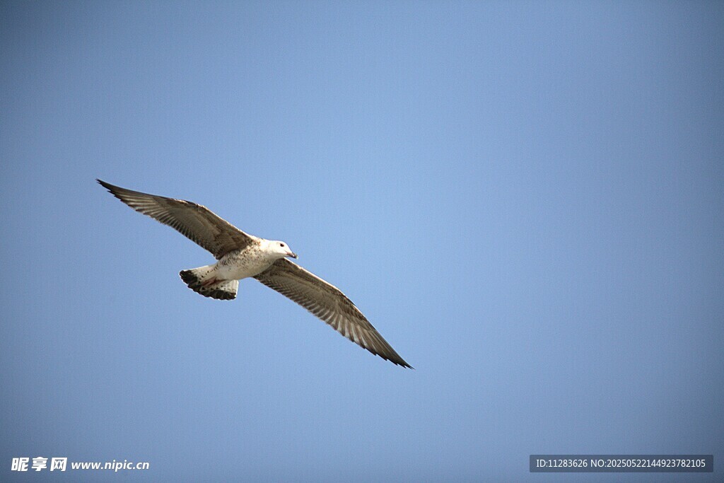 翱翔蓝天的飞鸟