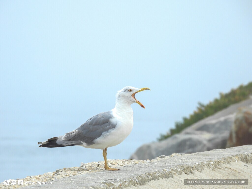 海边张嘴鸣叫的海鸥