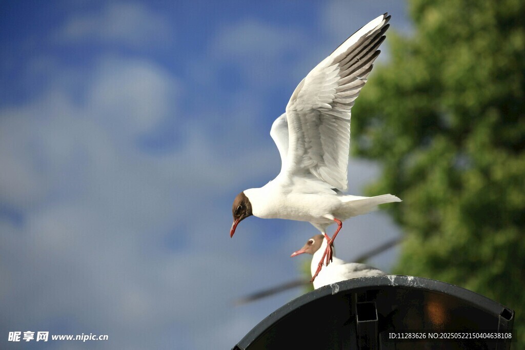 海鸥展翅于户外场景