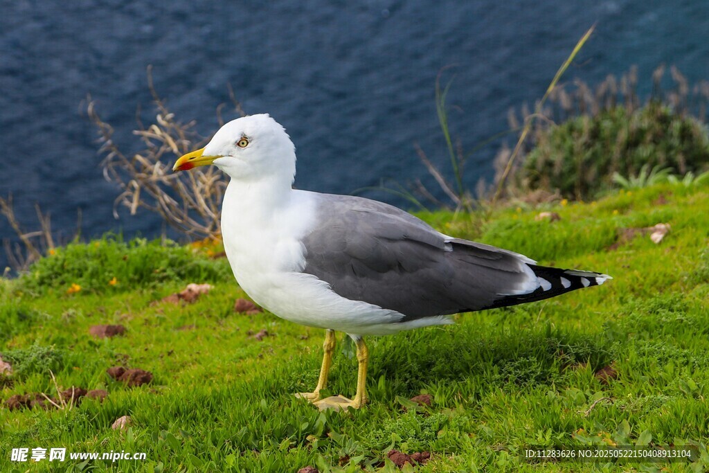 草地上的海鸥