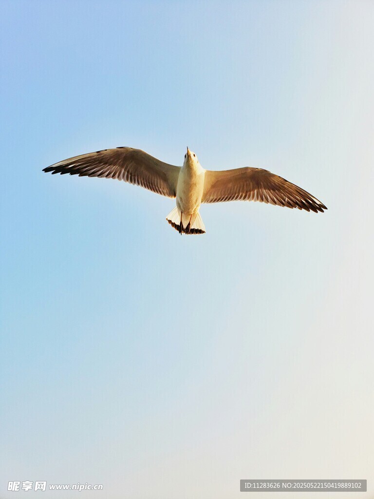 翱翔蓝天的海鸥