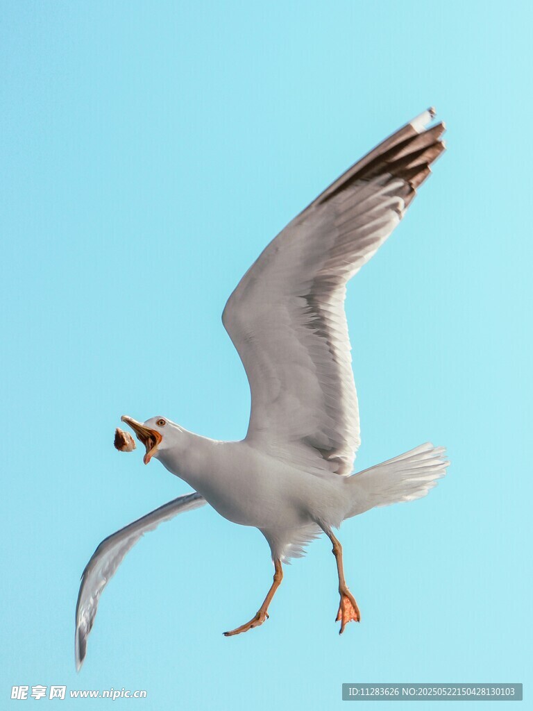 蓝天中展翅飞翔的海鸥