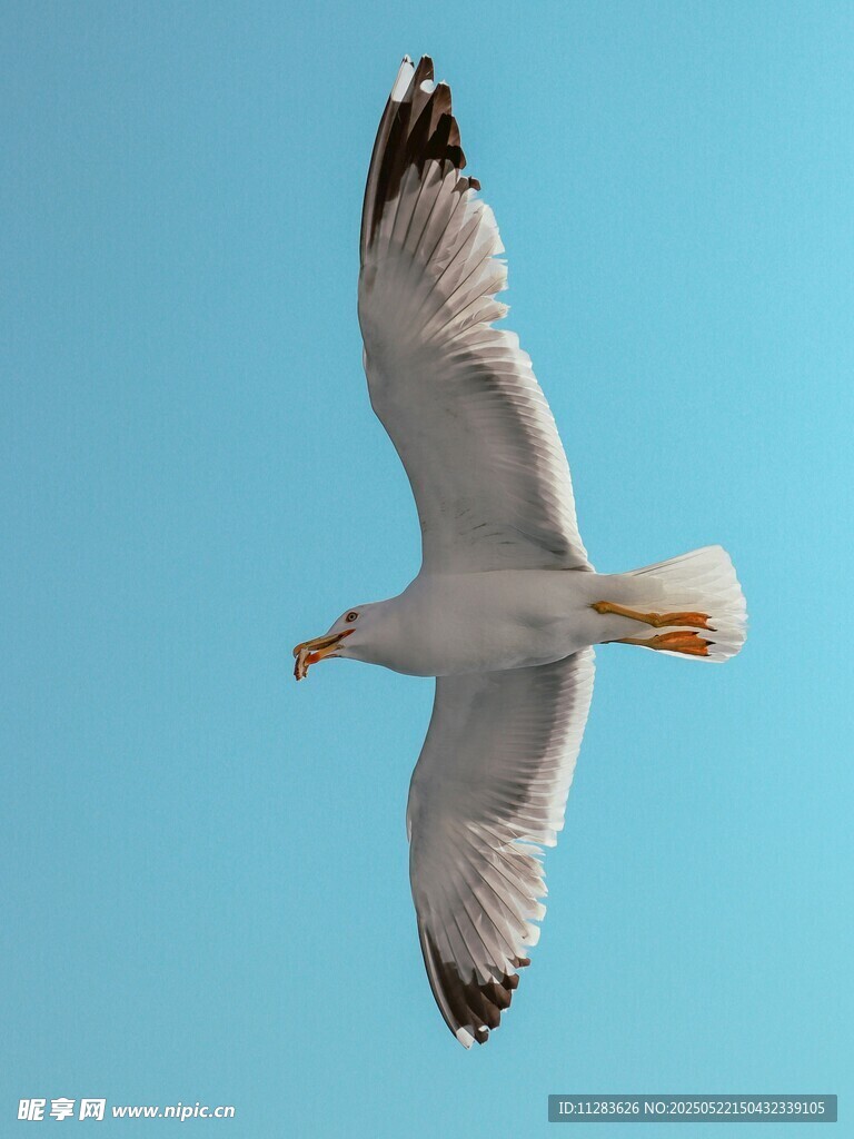 蓝天中翱翔的海鸥