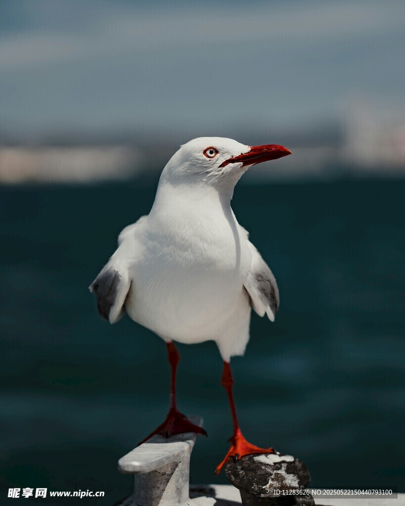 红嘴白鸥立于石上