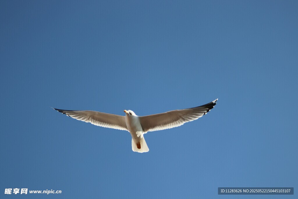 蓝天中展翅翱翔的飞鸟