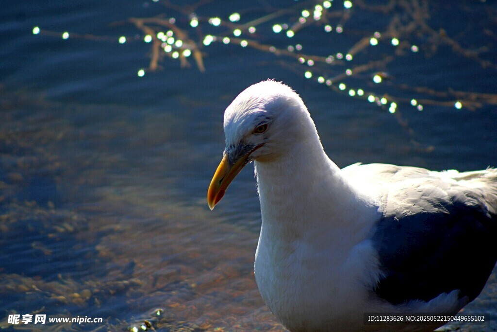 水边海鸥特写
