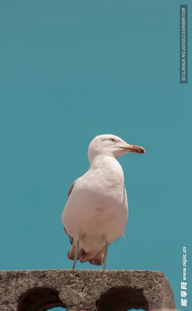 白海鸥立于石上